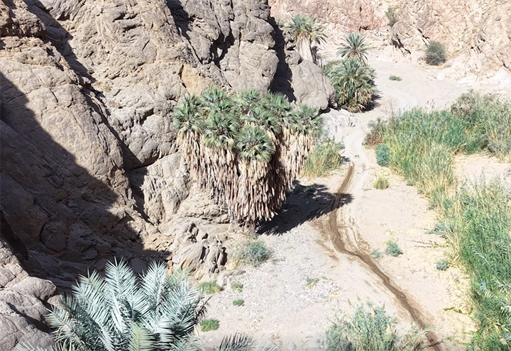 The forked trunk structure of the Doum Palm