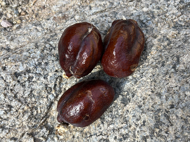 Doum Palm fruits on the ground