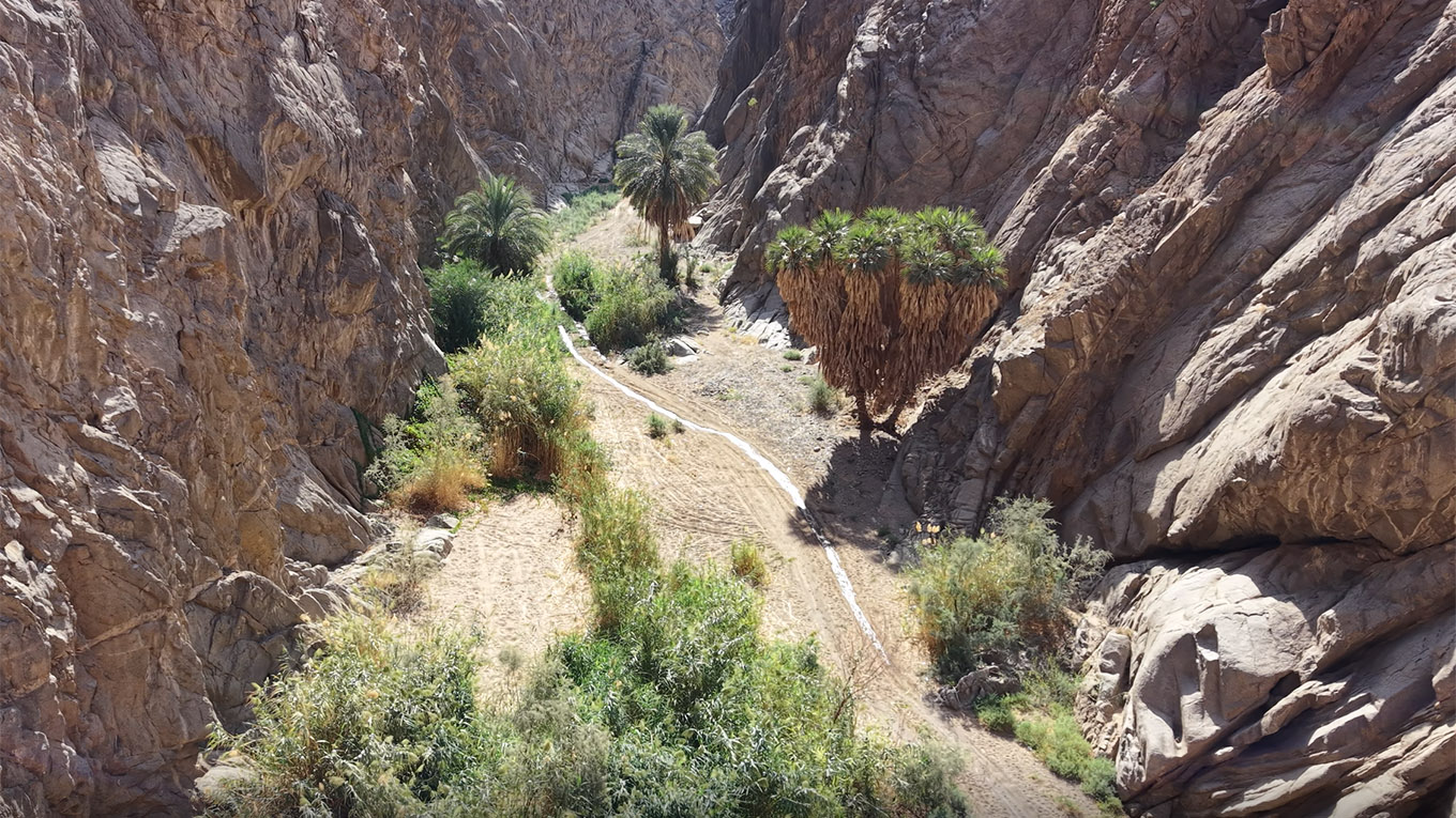 Doum Palm forked trunk rising above the wadi floor