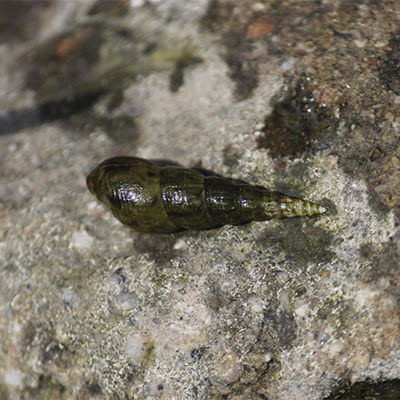 Red-rimmed Melania freshwater snails clustered on wet rock in Wadi Tayyib al Ism